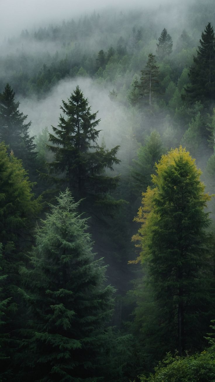 fog in the forest with pine trees