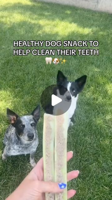 a dog and a cat sitting in the grass with a toothbrush next to them