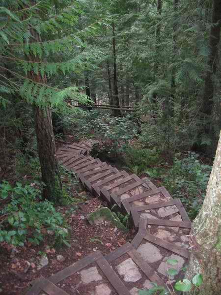 a wooden walkway in the middle of a forest