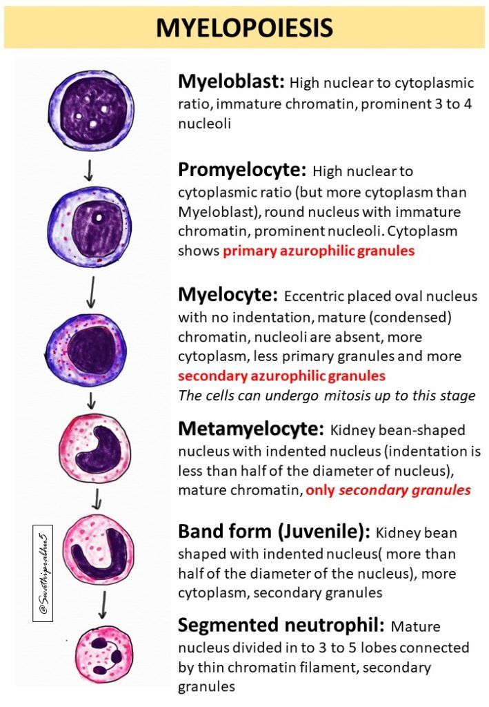 an image of the different types of nephoidies in humans and their surroundings