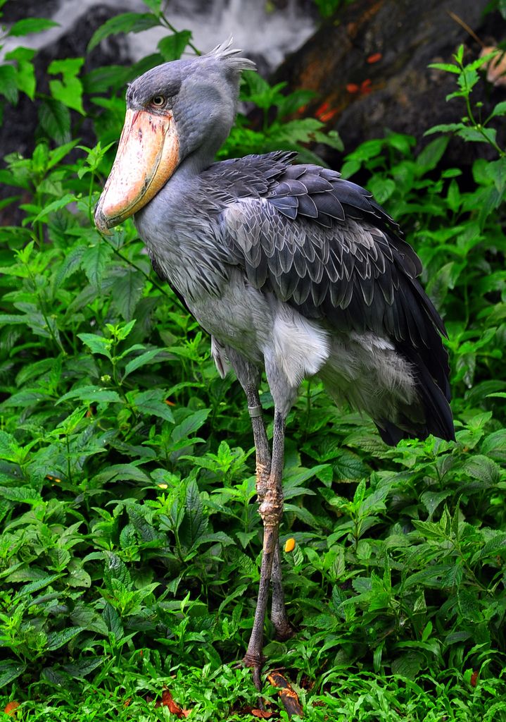 a large bird standing on top of a lush green field