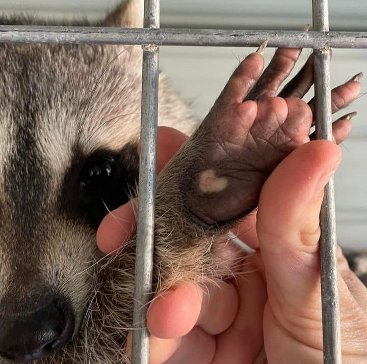 a person holding their hand out through the bars of a cage with a raccoon in it