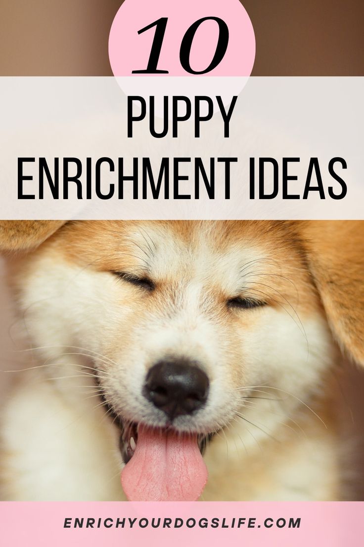 a dog with its eyes closed and the words, 10 puppy enrichment ideas