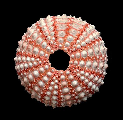 an orange and white beaded object on a black background