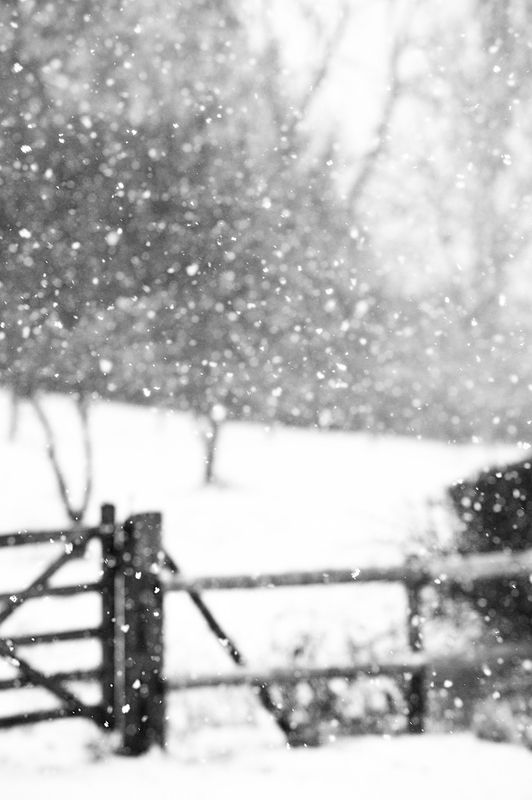 a black and white photo of snow falling on a fenced in area with trees