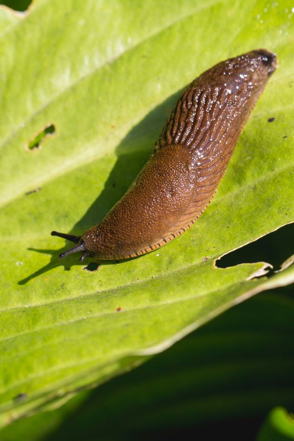 a slug crawling on a large green leaf