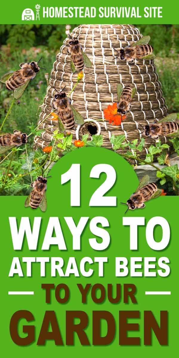 the cover of 12 ways to attract bees in your garden, including honeybees