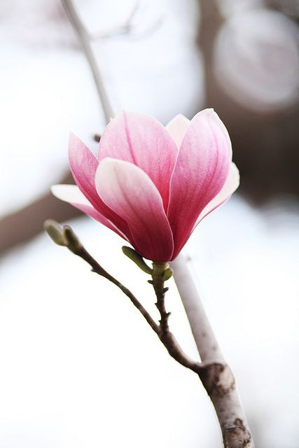 a pink and white flower on a twig