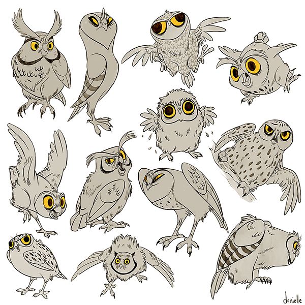 an image of many owls in different poses