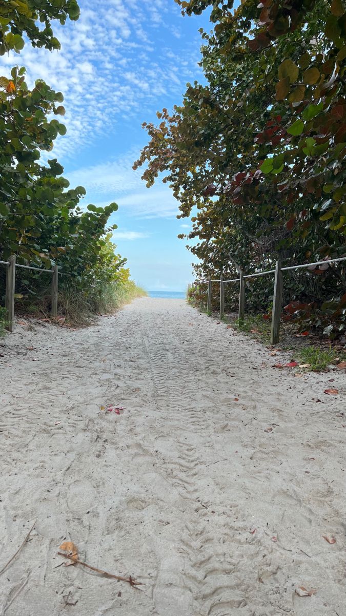 an empty dirt road with trees lining the sides and blue sky in the back ground