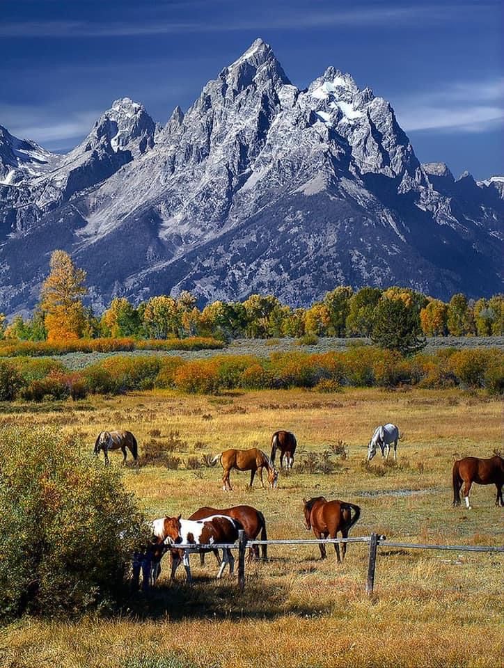 horses graze in an open field with mountains in the background