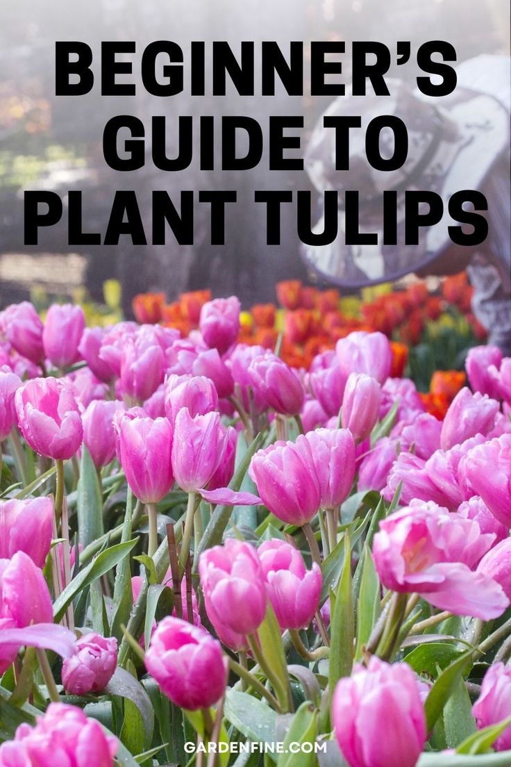 the beginner's guide to plant tulips with text overlaying