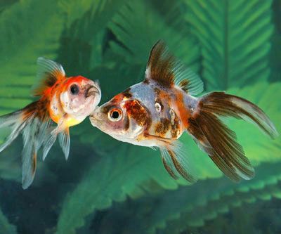 two goldfish swimming side by side in an aquarium