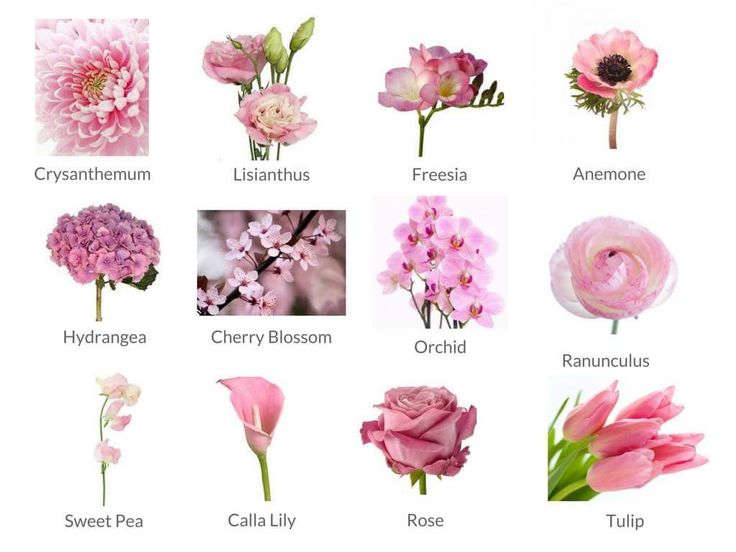 pink flowers are shown with their names in english