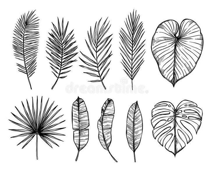 the different types of leaves drawn by hand