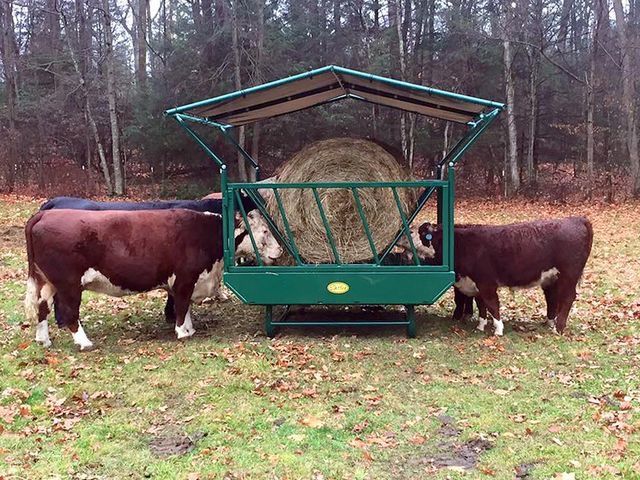 two cows standing next to each other in front of a hay bale trailer with trees behind them