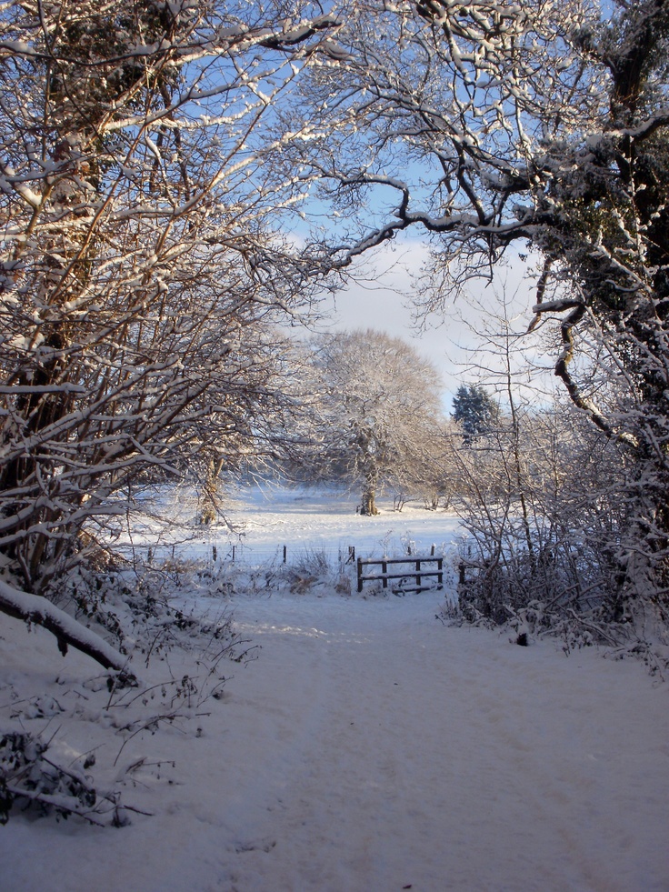 a snow covered field with trees and a fence