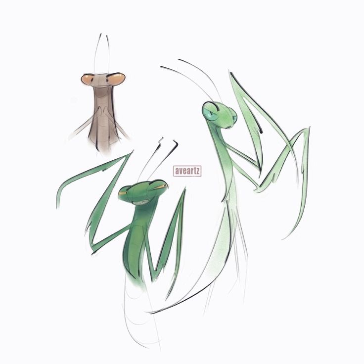 three different types of grasshoppers are depicted in this drawing, one is green and the other is brown