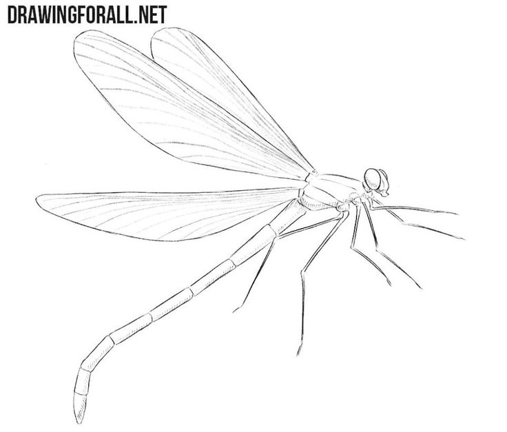 a drawing of a dragon fly