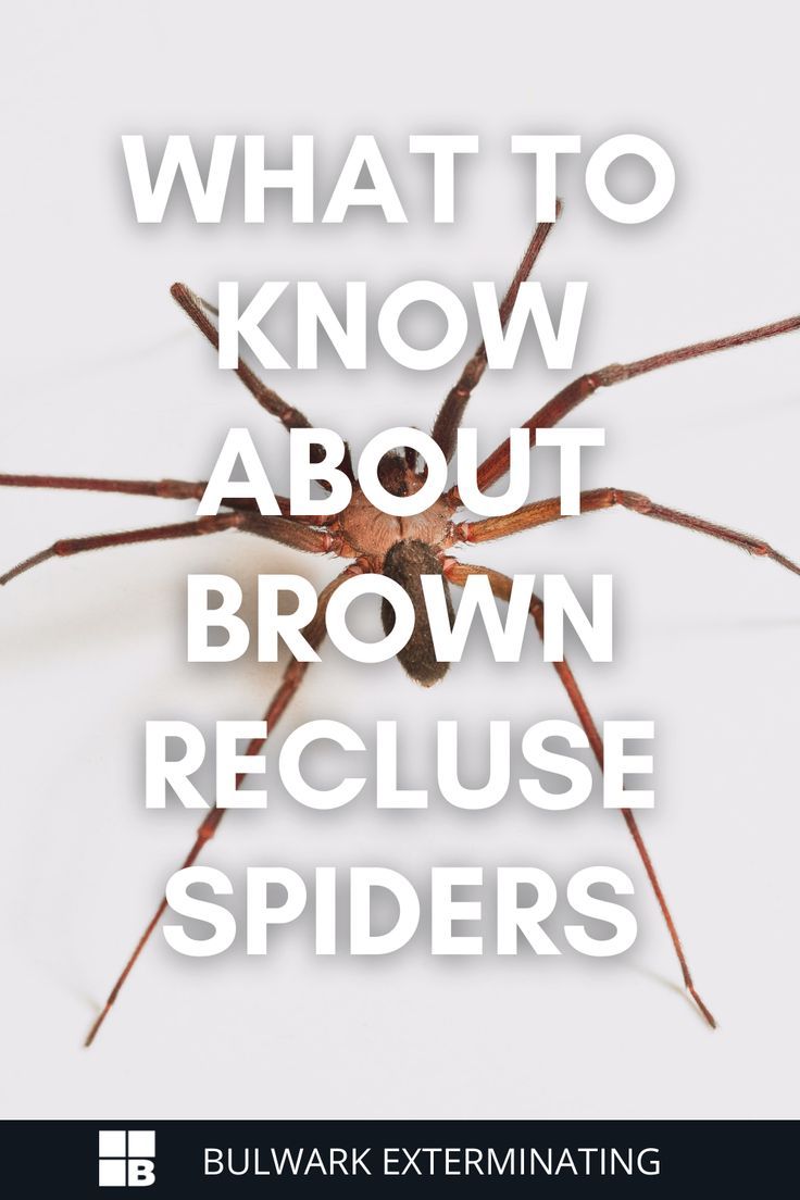 a brown spider with the words what to know about brown recluse spiders on it