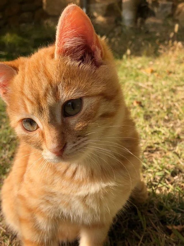 an orange and white cat sitting on the ground