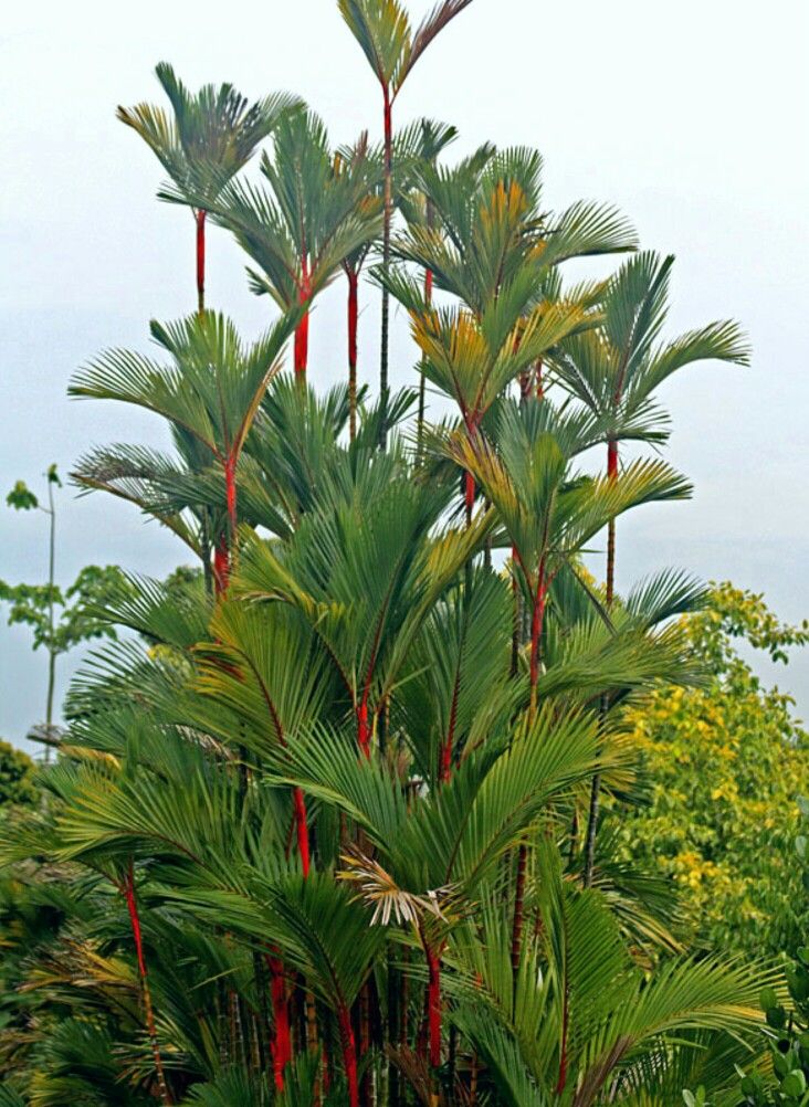 there is a large palm tree with red stems in the foreground and yellow flowers in the background