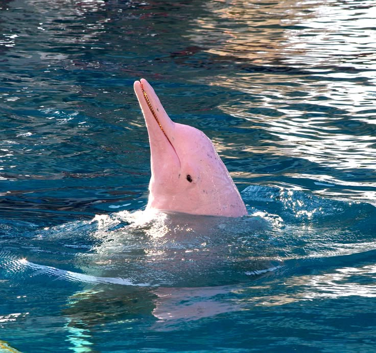 a pink dolphin in the water with its mouth open