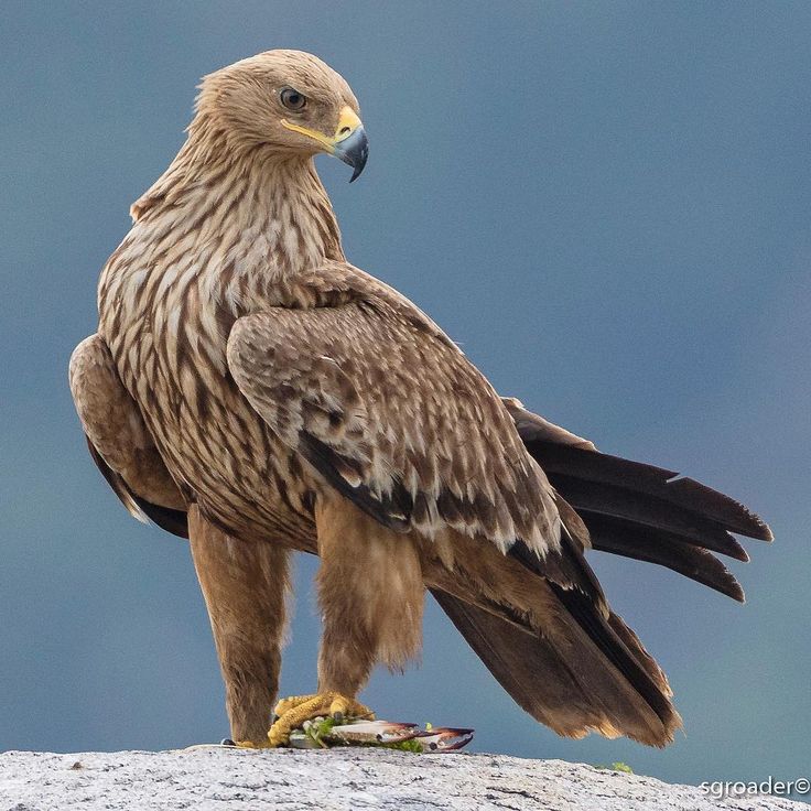 a large brown bird standing on top of a rock