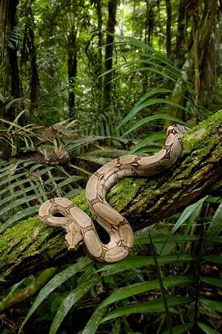 a snake that is laying on a tree branch in the woods with green plants around it