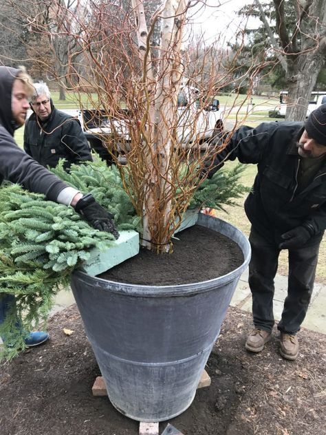 two men are working on a potted tree