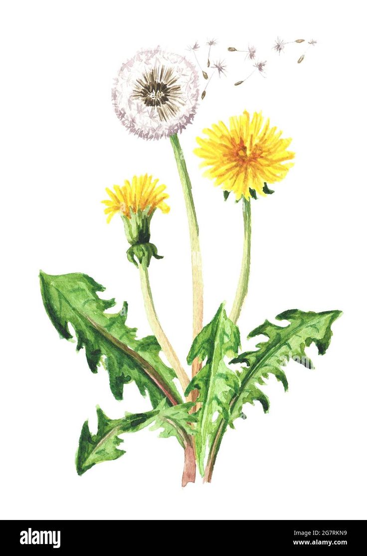 watercolor painting of dandelions and leaves on white background - stock photo