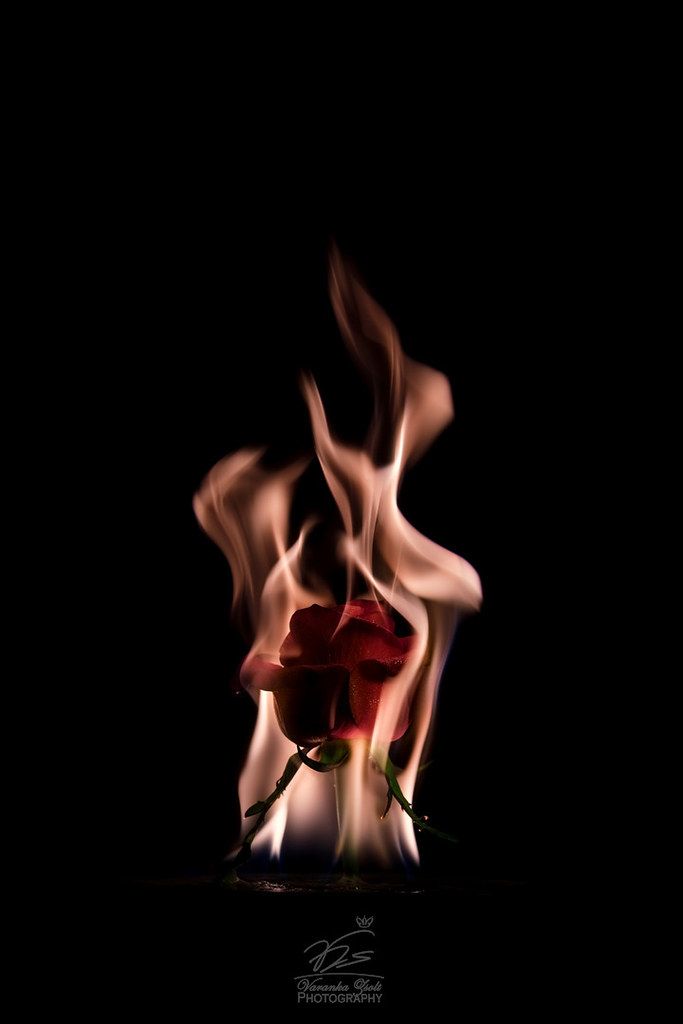 Rose in flame | Was playing in my homestudio with flowers an… | Flickr Black Rose On Fire Wallpaper, Flowers On Fire Aesthetic, Play With Fire Aesthetic, Rose On Fire Wallpaper, White Rose On Fire, Rose On Fire Aesthetic, Black Rose On Fire, Burning Rose Aesthetic, Emotion Wallpaper