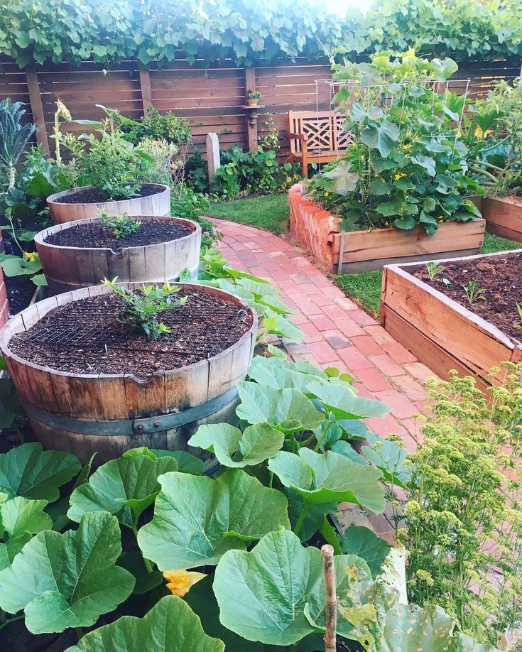 several wooden barrels filled with plants in a backyard garden area, surrounded by brick pavers