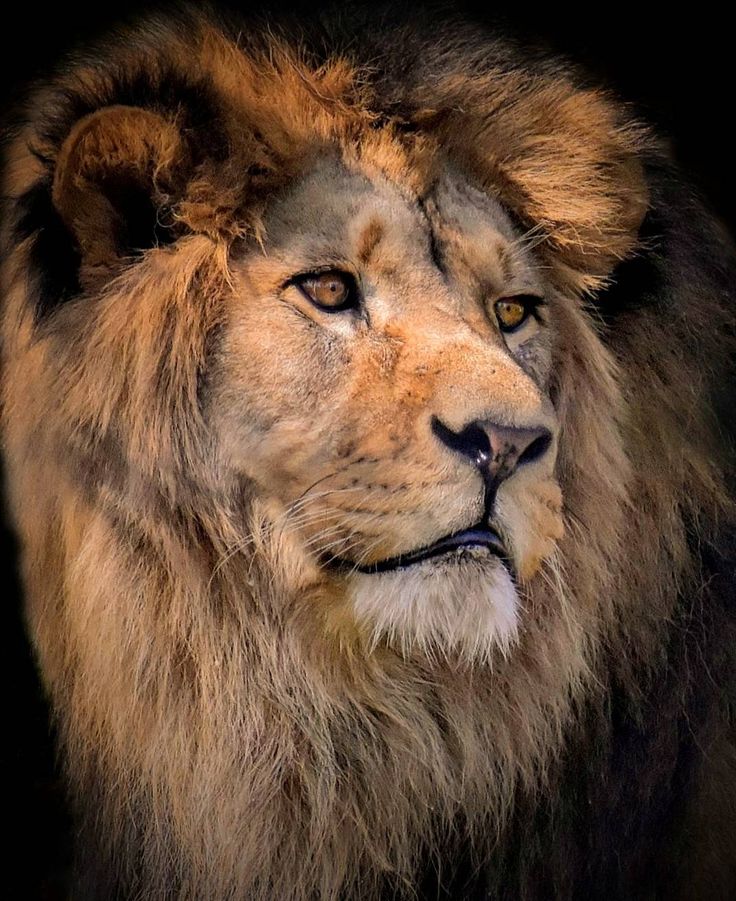 a close up of a lion's face on a black background