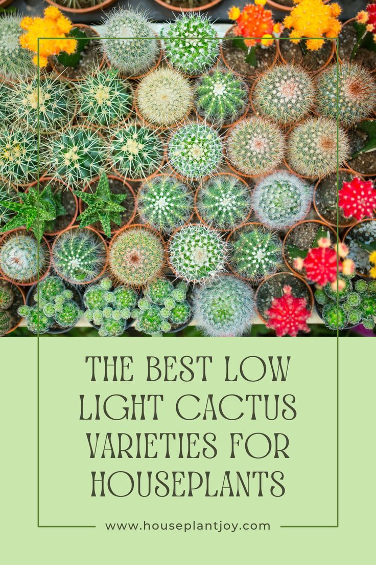 the best low light cactus varieties for houseplants