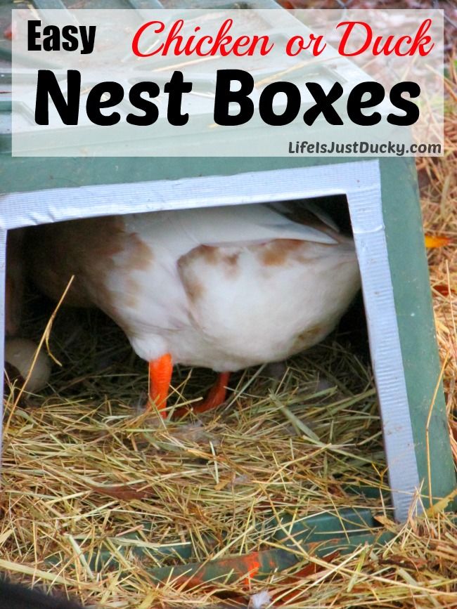 an image of chicken or duck nest boxes in the hay with text overlay reading easy chicken or duck nest boxes