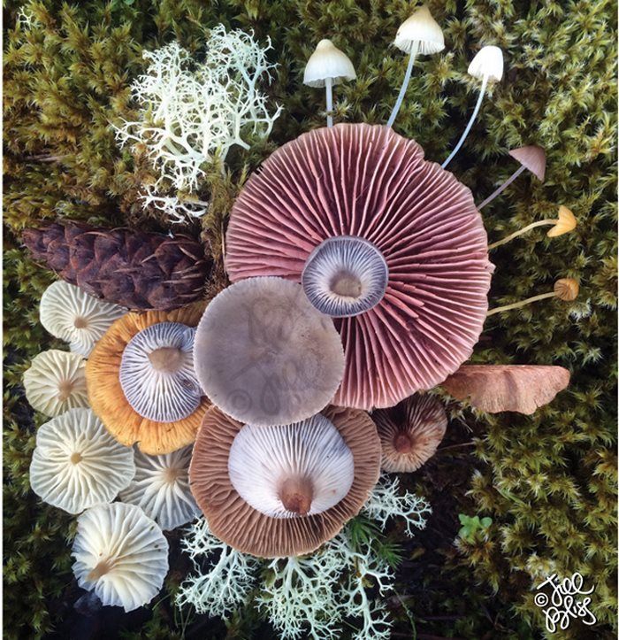 an overhead view of mushrooms and moss growing on the ground with pine cones in the foreground