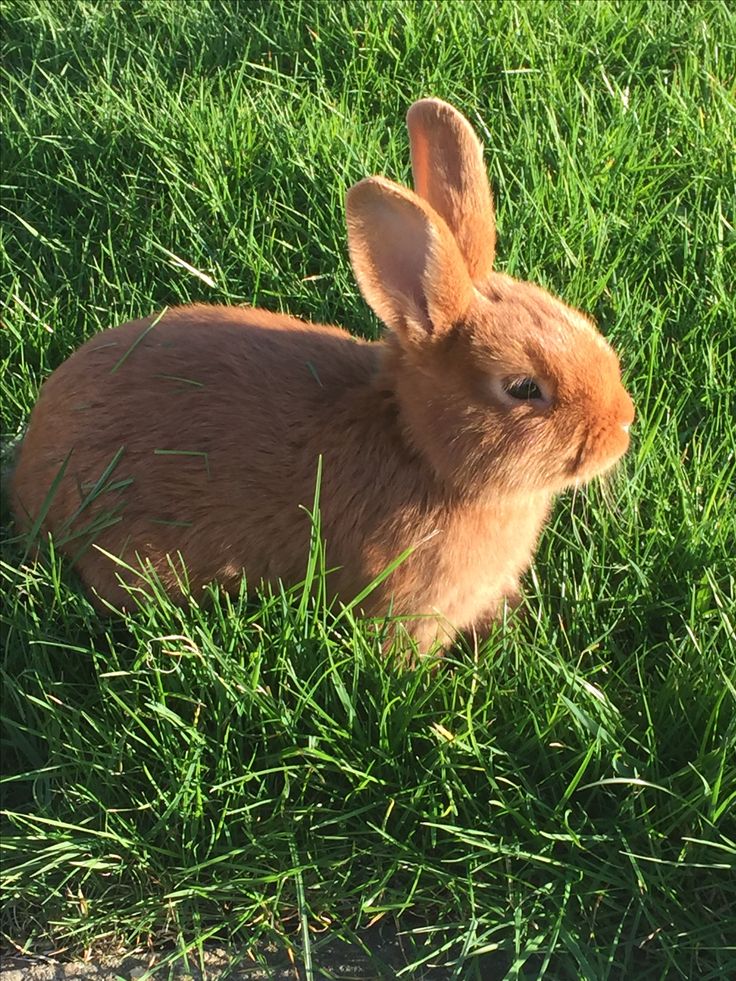 a small rabbit sitting in the grass