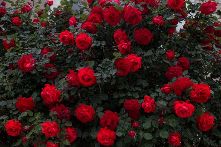 red roses are blooming on the bush outside