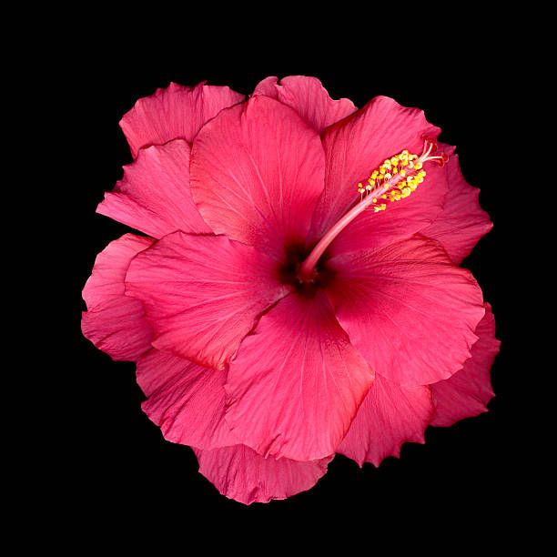 a bright pink flower on a black background