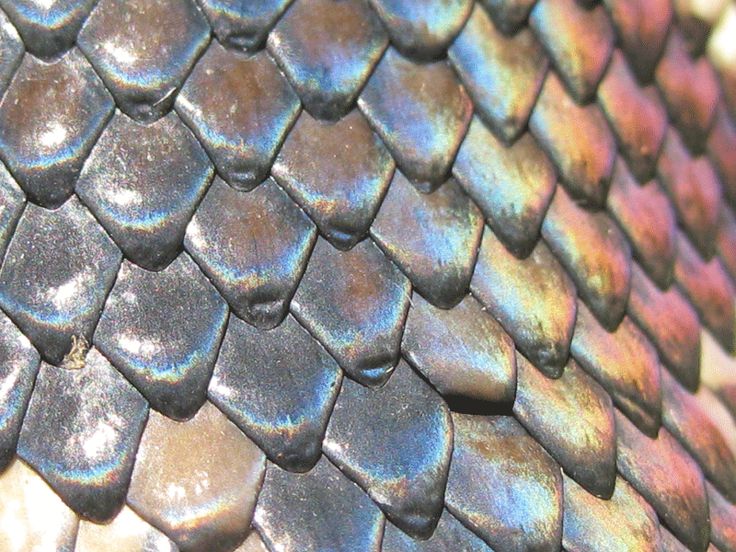 a close up view of the skin of a snake's head, with multicolored scales