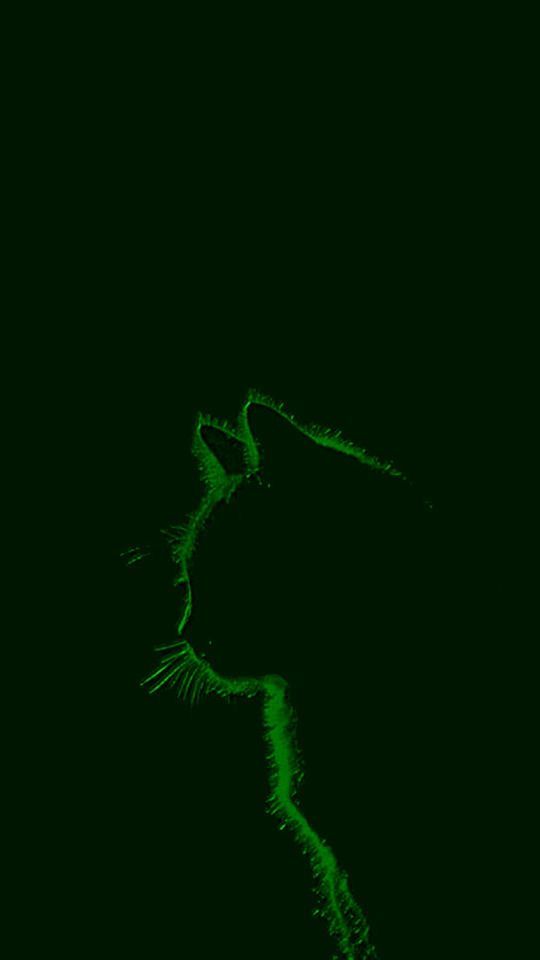 a cat's head is shown in the dark, with its tail curled up