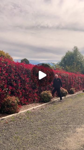 a man walking down a road next to red bushes and flowers on either side of the road