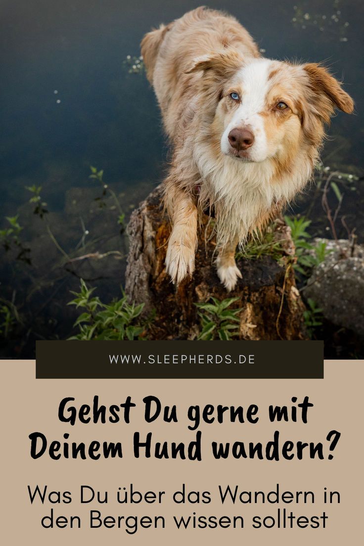 a brown and white dog standing on top of a tree stump with the words gerstt du gene mit deiem hud wandern?