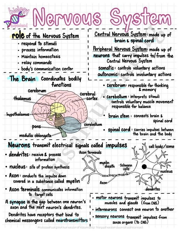 high school biology notes on human body systems 11 Body Systems Notes, School Biology Notes, Immune System Notes Biology, Study Of Science, Biology Notes Aesthetic Nervous System, Science Human Body Notes, Massage Therapy School Notes, Study Notes For Science, Notes On Biology