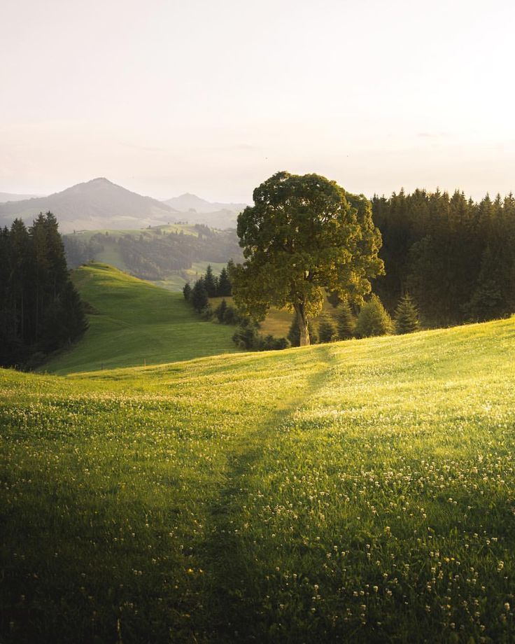 a lone tree in the middle of a grassy field