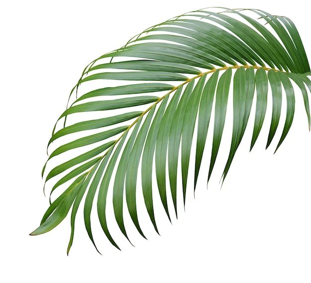 a green palm leaf on a white background