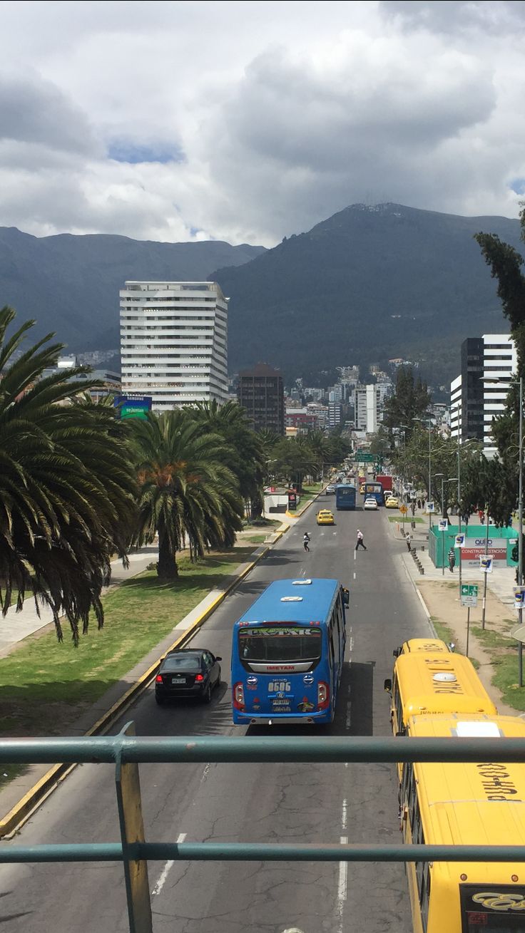 two buses are driving down the street in front of some palm trees and tall buildings