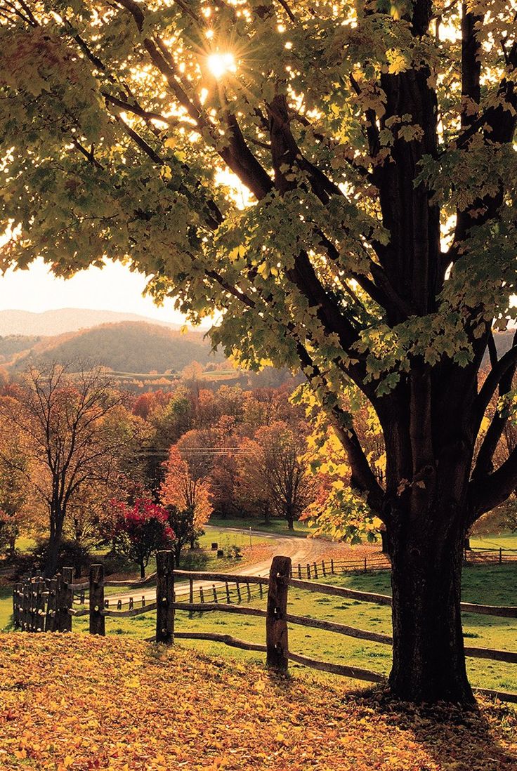 the sun shines brightly behind a tree in an autumn scene