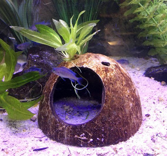 an aquarium filled with plants and water